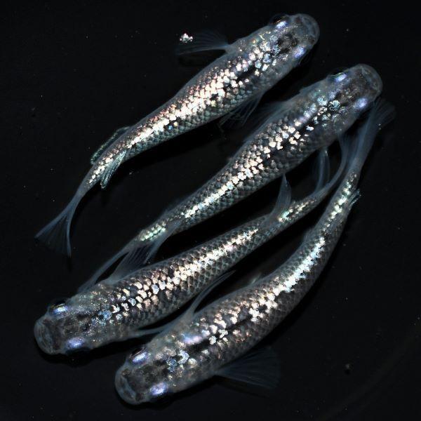 メダカ／狼牙 1ペア（オス1匹、メス1匹）／繁殖セット : 金魚屋しみず 