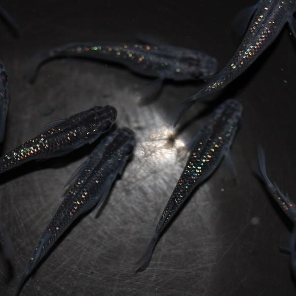 メダカ 黒ラメ幹之 5匹 Me Rm0003 金魚屋しみず Yahoo 店 通販 Yahoo ショッピング