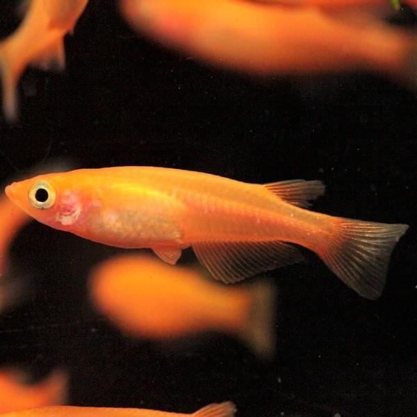 楊貴妃メダカ 1匹 Me Yo0001 金魚屋しみず Yahoo 店 通販 Yahoo ショッピング