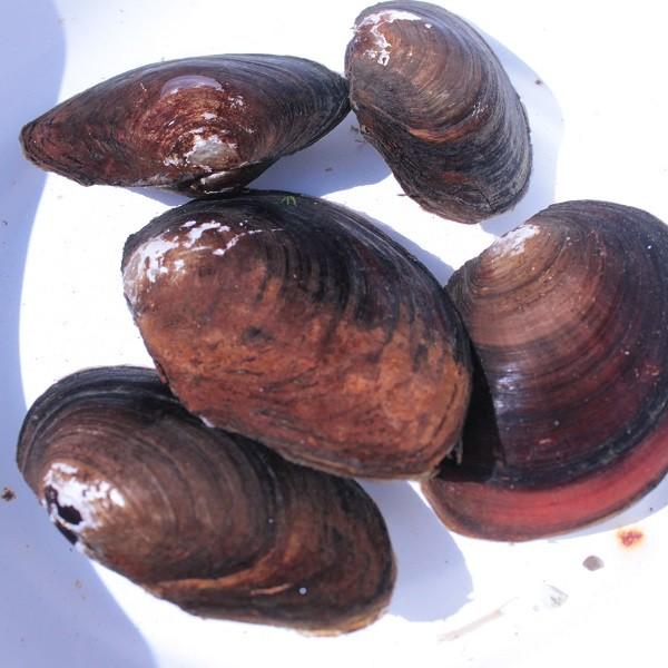 ドブ貝 5匹 Ni Ka0013 金魚屋しみず Yahoo 店 通販 Yahoo ショッピング