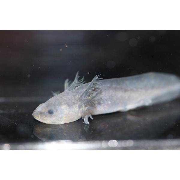 ウーパールーパー ブラック Buyee Buyee Japanese Proxy Service Buy From Japan Bot Online