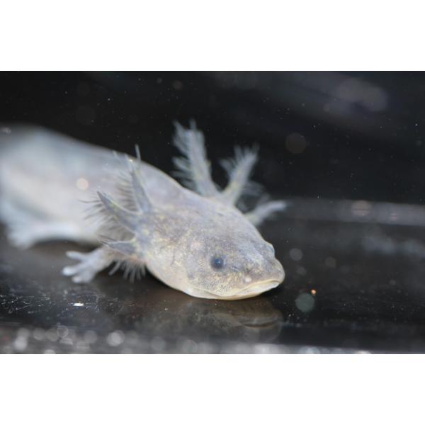 ウーパールーパー ブラック Buyee Buyee Japanese Proxy Service Buy From Japan Bot Online