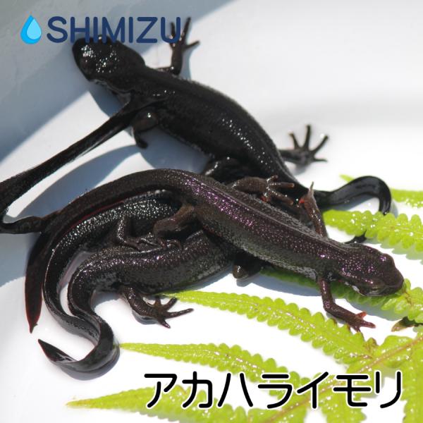アカハライモリ 3匹 Ry Im0003 金魚屋しみず Yahoo 店 通販 Yahoo ショッピング