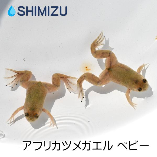アフリカツメガエル 10匹 Ry Ka0004 金魚屋しみず Yahoo 店 通販 Yahoo ショッピング