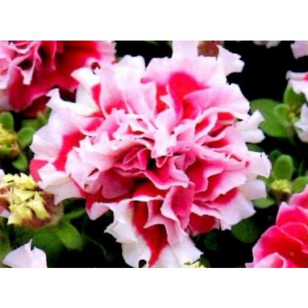 種 ペチュニア 八重の人気商品 通販 価格比較 価格 Com