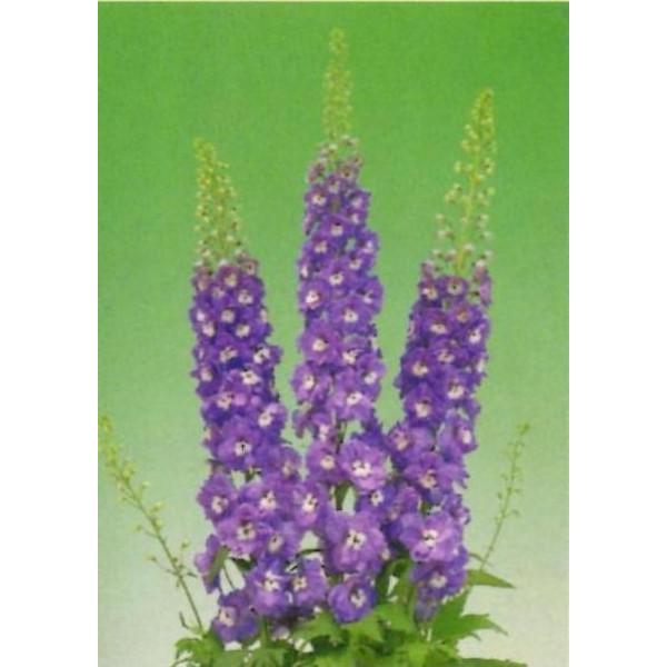 種 デルフィニウム 苗 種の人気商品 通販 価格比較 価格 Com