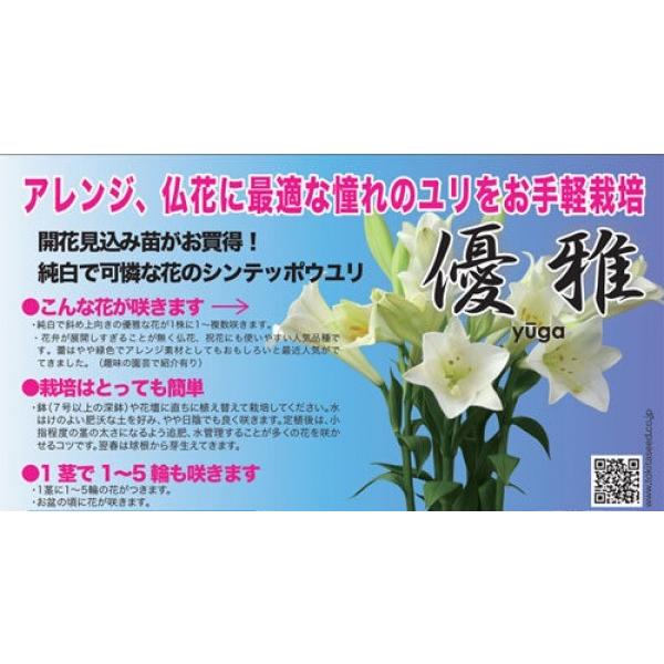 ユリ 種の人気商品 通販 価格比較 価格 Com