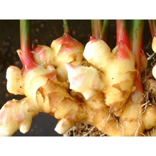 yIqzIi傤jtYuOBI/i햼FOBv20kgi񂵂イ߁j@͂4