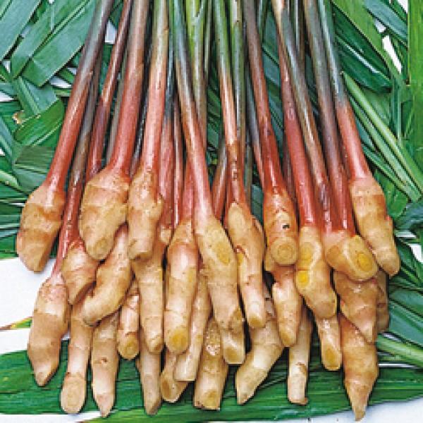 種生姜 熊本生姜 20kg 楽天市場】種生姜 熊本県産 無農薬生姜 送料無料 国産 生姜
