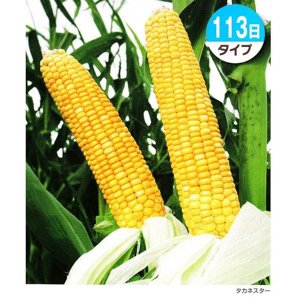 ypgERVz^LCc@u^JlX^[i113^Cvjv@20kg@͂3ȍ~\@[J[ɂs