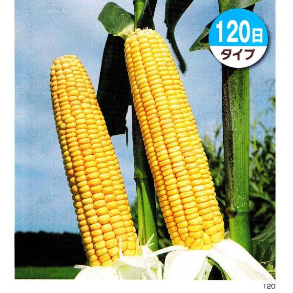 ypgERVz^LCc@uTX1162i120^Cvjv@1kg@[J[ɂs