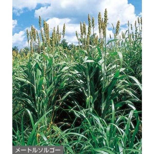 y\Kqz^LCc@[g\S[ij20kg@[J[ɂs