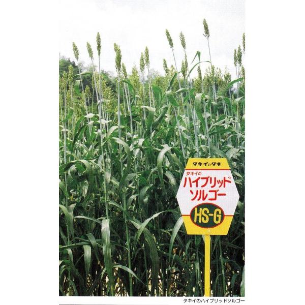 y\Kqz^LCc@炩␫\S[@1kg@[J[ɂs