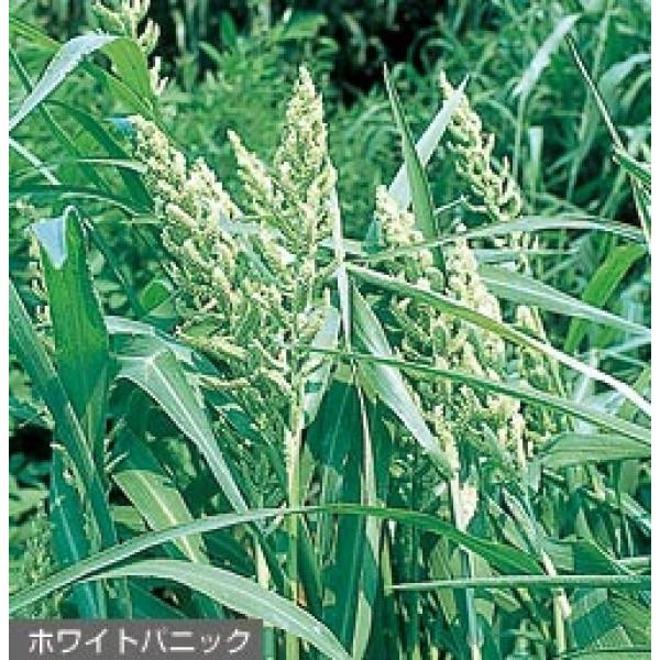 yЂqz^LCc@zCgpjbNij1@[J[ɂs