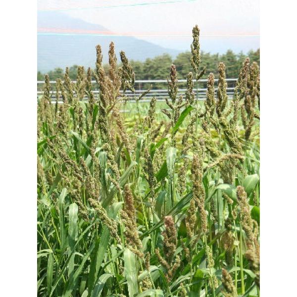 yЂqz^LCcق@ЂFqGiɑj1@[J[ɂs