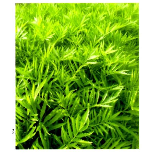 Go[O[i΁[[j100yΔ앨EΔpt`}[S[hqz^LCc@@