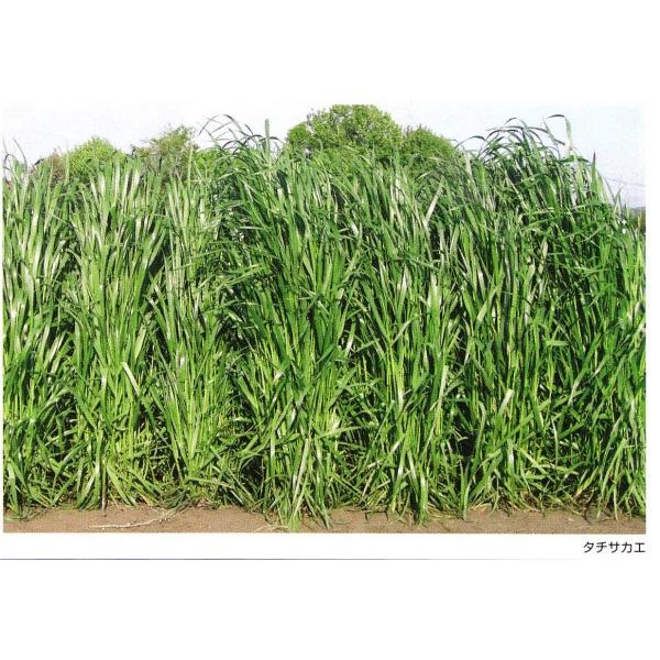 yC^ACOXqz@^LCc@^`TJG@20k@PVPo^i@[J[ɂs