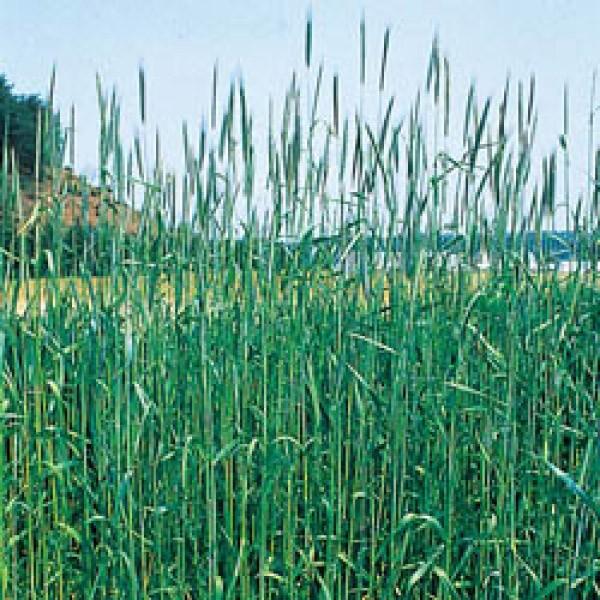 yCi炢ނjz^LCc@CYiɑj20kg@[J[ɂs