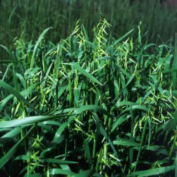 yGi΂jqz^LCc@AIIij1@[J[ɂs