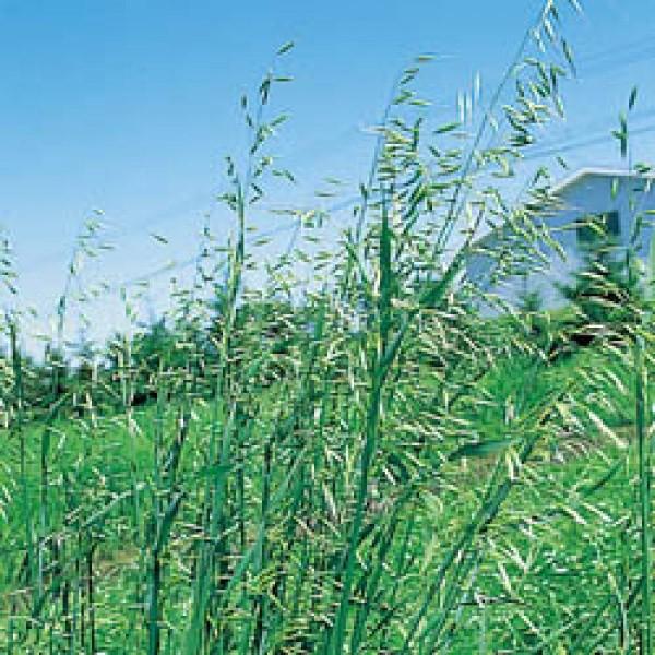 lOT^CWi˂ꂽj1kgyGi񔞖쐶jqz^LCc@GoN쐶iAEFiXgSTj4ȍ~