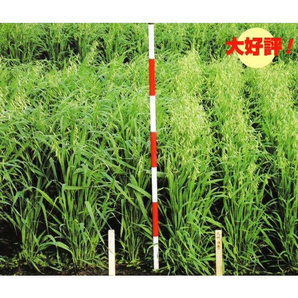 yGi΂jqz^LCc@@B14iɑj1@[J[ɂs