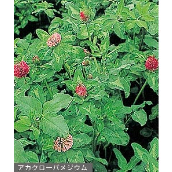 yAJN[oqz^LCc@WE@0.5@[J[ɂs