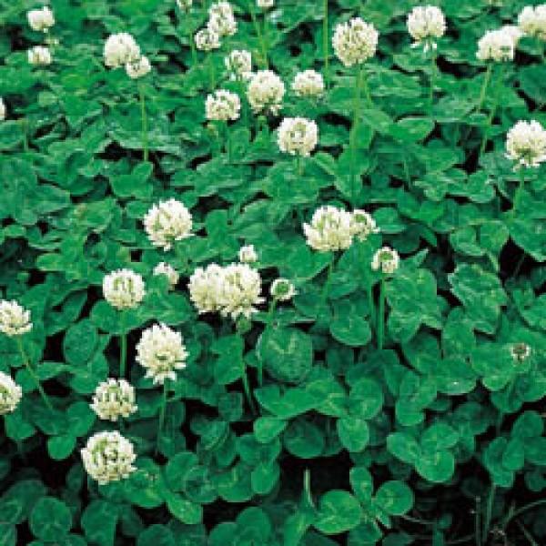 yVN[oz^LCc@N[otBA@0.5kg@[J[ɂs