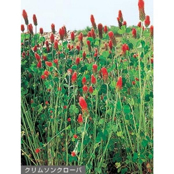 yN\N[oqz^LCc@N\N[oufBNV[v500@[J[ɂs