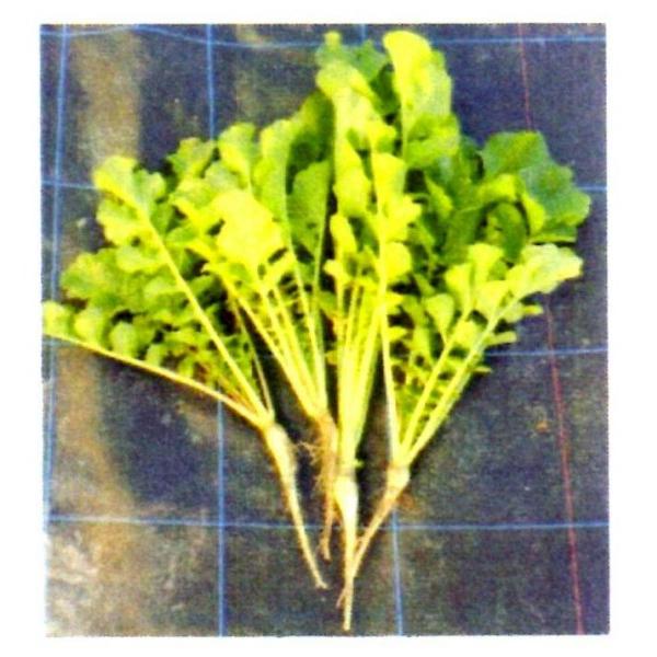 yΔp_CRqz^LCc@@\Δ앨uRu卪iԂׂ肾jv20kg@[J[/s