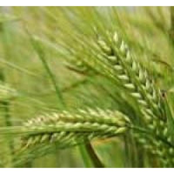 yiIIMjqzc@Zhi唞j1@[J[ɂs