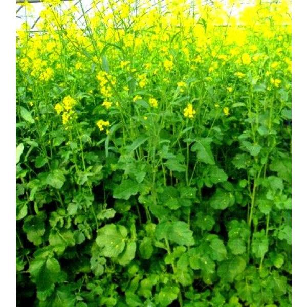 h_i炶j1kgyΔp`KVizc@Ⴊ炵ȁ@PVPo^i@[J[ɂs