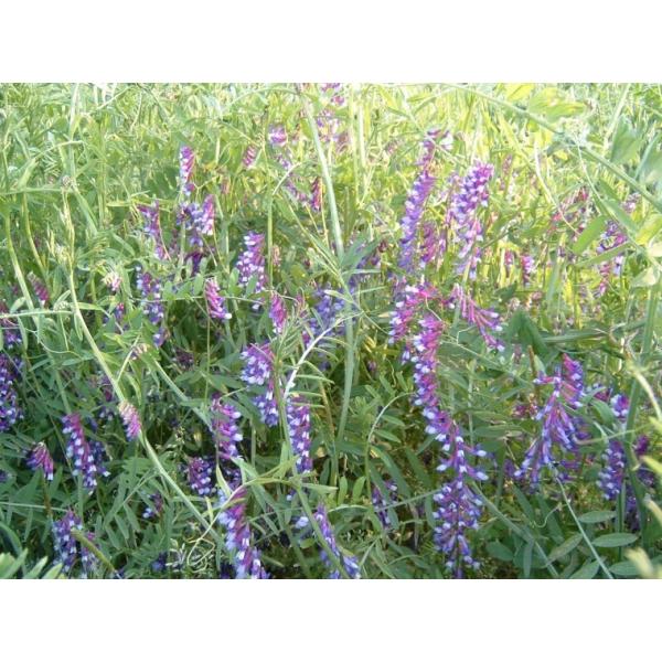 yxb`qzc@wA[xb`u܂ߏi܂߂jv10kg@[J[/s