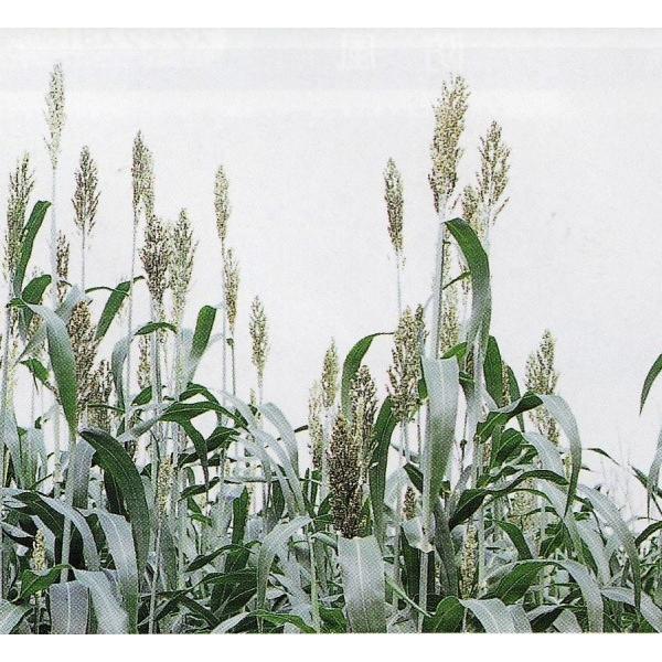 y\KqzJlRc@t@C\S[@P@͂3ȍ~̂͂@[J[ɂs