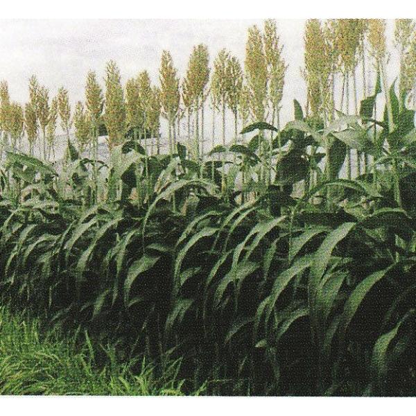 y\KqzJlRc@~j\S[@1@͂4ȍ~̂͂@[J[ɂs