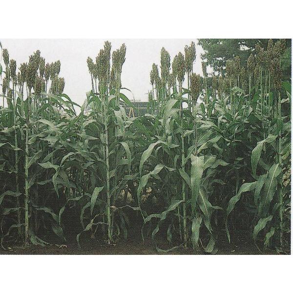 y\KqzJlRc@ TDN\S[@20@͂3{ȍ~@[J[ɂs