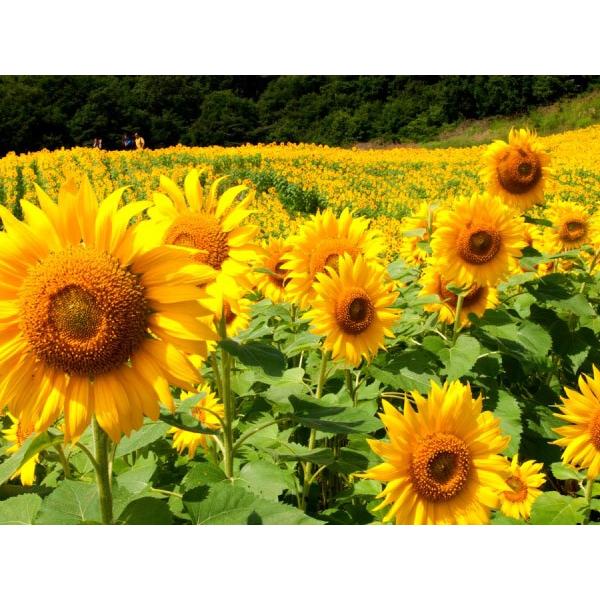 yiϗpq}qzJlRc@unCubhTt[NEOilIjv1kg@͂3ȍ~