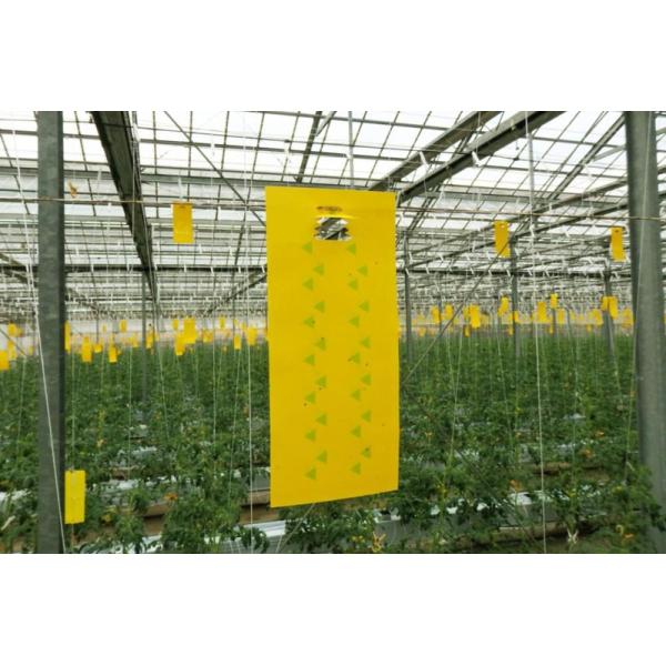 捕虫シート ラスボスRタイプ800枚の選び方と活用法