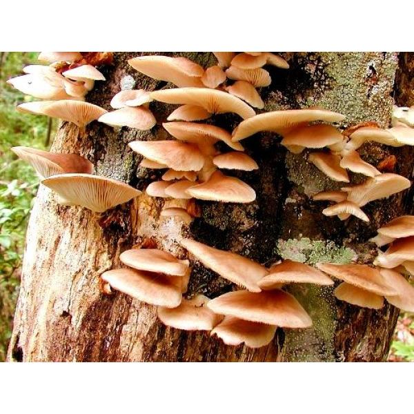 ŷpʃhnzLmbNX@uЂ炽@iʖF߂j H64vp@ʃL8.5/hn@̔Ԃ10`5܂łƂȂ܂