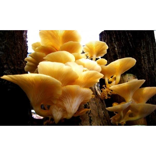 ŷzLmbNX@uv@500@̔Ԃ10`5܂łƂȂ܂