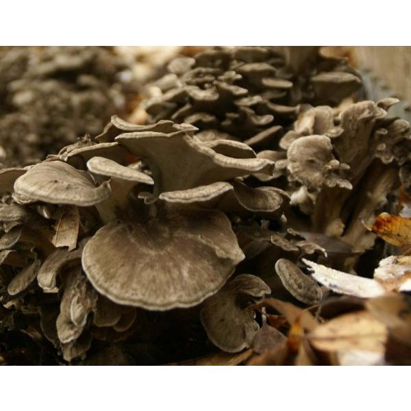 ŷہzLmbNX@uɖ؁F܂قvR{RZbg@͂6{