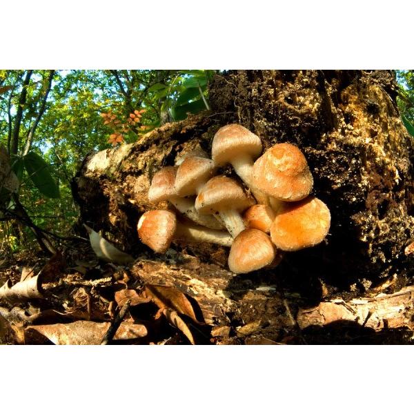 ŷpʃhnzLmbNX@@u肽vp@ʃL8.5m/mhn@̔Ԃ10`5܂łƂȂ܂