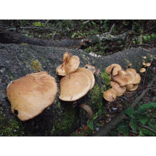 ŷzLmbNX@uނv@500@̔Ԃ10`5܂łƂȂ܂