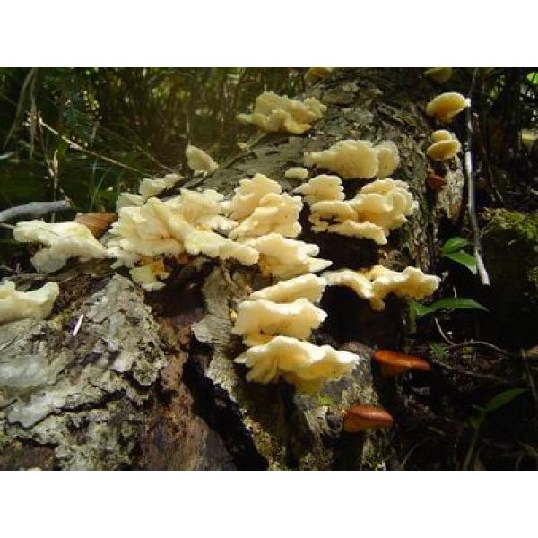 ŷpʃhnzLmbNX@@uԂȂ͂肽vp@ʃL8.5m/mhn@̔Ԃ10`5܂łƂȂ܂