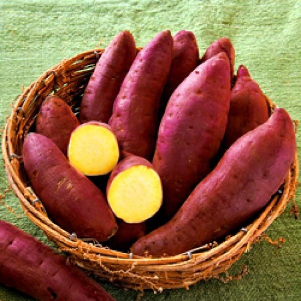 y܂czPVPo^i@xjnJiׂɂ͂邩jʐؕciÂj500{@4{胁[J[ɂĂ͂