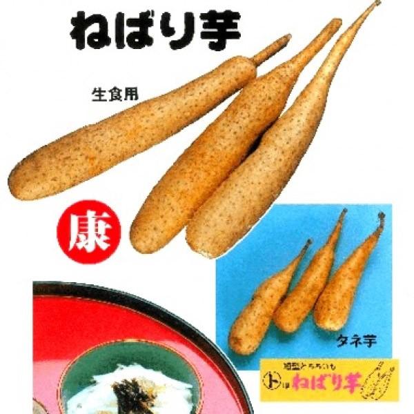 長いも 種」の人気商品一覧 | 安い商品を通販サイトから探す - 価格.com