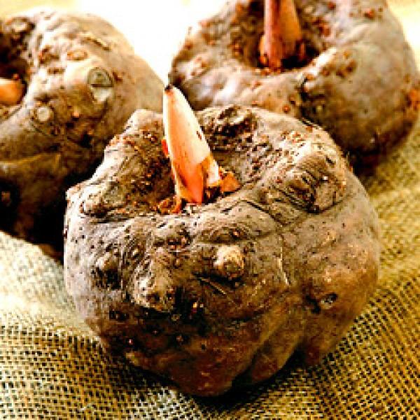 �y����ɂႭ����z2�N�q�u����ɂႭ�v���ݗ���/�͂�Ȃ���/�������������܁@10kg�@50���`100��/���@�����͂���4�����{���