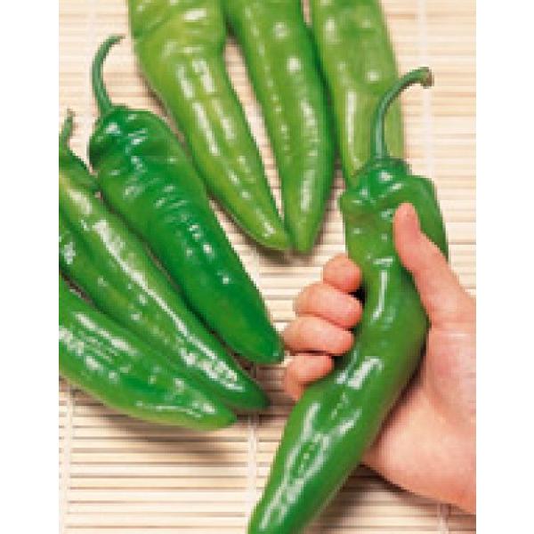 ygEKVpzTJ^z@W[pFG܁ihܑ܁j100@ΏۊOi