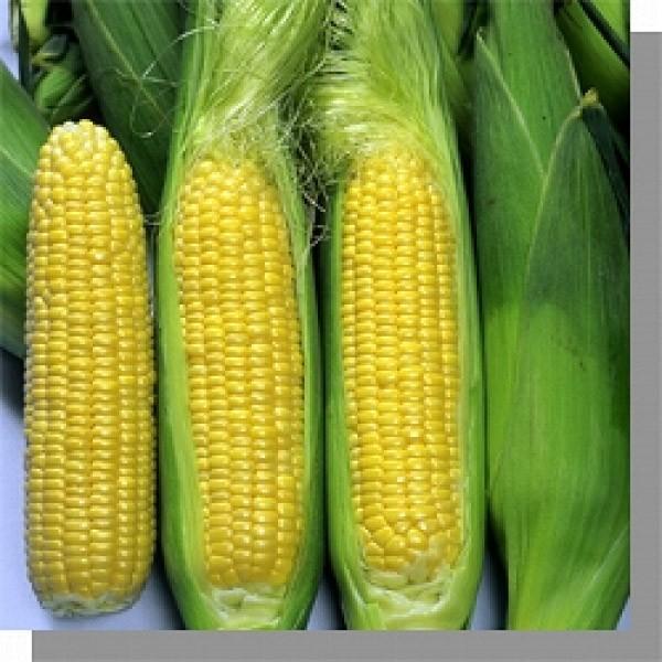 ygERVqz݂ǌz@uTj[VRv2000@V^l͎q؂ւ2ȍ~̂͂\