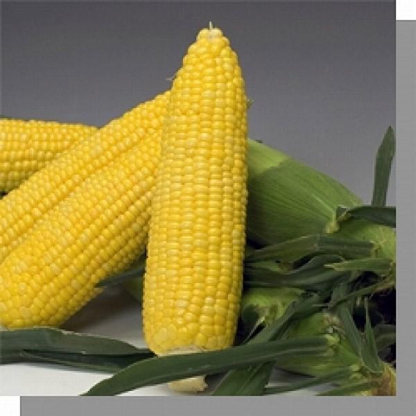 ygERVqz݂ǌz@uTj[VR88v2000@V^l͎q؂ւ2ȍ~̂͂\