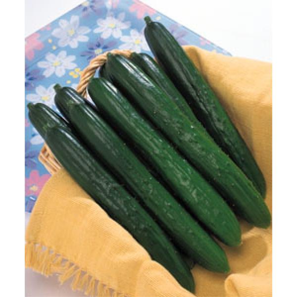 yLEqz^LCz@V[hiu[ǁjDF܁i10jV^l͎qؑւ1ȍ~̂͂\